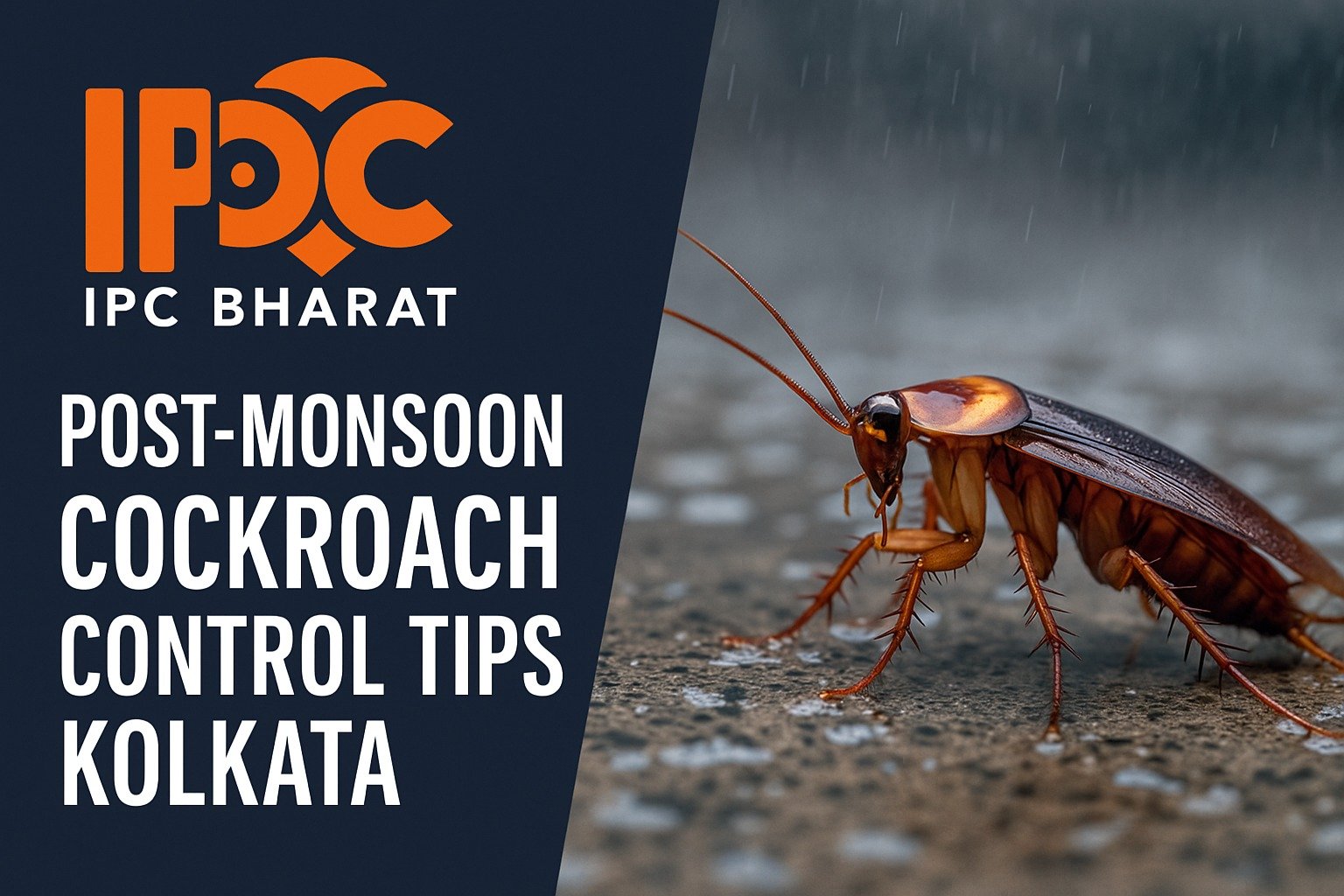 Post-Monsoon Cockroach Control Tips Kolkata | IPC Bharat